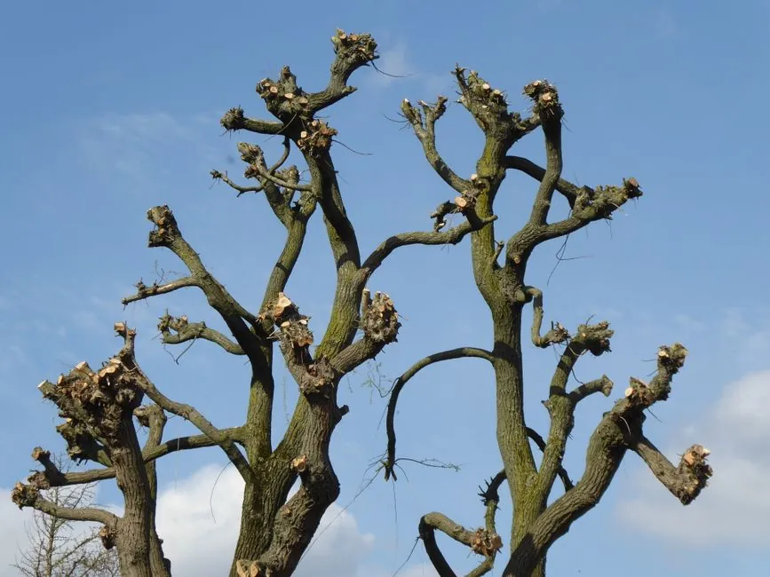 Allee de jardin entretenue par Allojpm